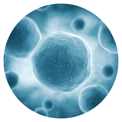 stem-cell